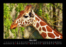 Giraffen Fotokalender 2027 - 3