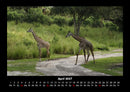 Giraffen Fotokalender 2027 - 4