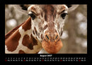 Giraffen Fotokalender 2027 - 8