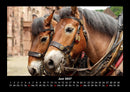 Pferdegeflüster Fotokalender 2027 - 6