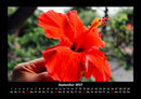 Blumenträume Fotokalender 2027 - 9