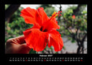 Blumenträume Fotokalender 2027 - 2
