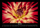 Blumenträume Fotokalender 2027 - 5