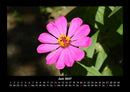 Blumenträume Fotokalender 2027 - 6