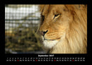 Löwen in der Wildnis Fotokalender 2027 - 9