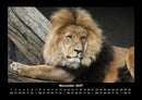 Löwen in der Wildnis Fotokalender 2027 - 11