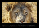 Löwen in der Wildnis Fotokalender 2027 - 1