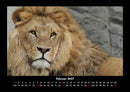 Löwen in der Wildnis Fotokalender 2027 - 2