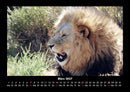 Löwen in der Wildnis Fotokalender 2027 - 3