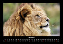 Löwen in der Wildnis Fotokalender 2027 - 5