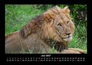 Löwen in der Wildnis Fotokalender 2027 - 6