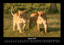 Löwen in der Wildnis Fotokalender 2027 - 8