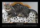 Für Katzenfreunde Fotokalender 2027 - 12