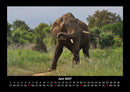 Elefanten - Die sanften Riesen Afrikas Fotokalender 2027 - 6