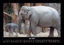 Elefanten - Die sanften Riesen Afrikas Fotokalender 2027 - 7