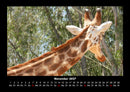 Giraffen Fotokalender 2027 - 11