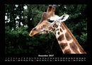 Giraffen Fotokalender 2027 - 12
