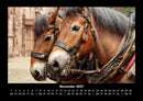 Pferde Kalender Fotokalender 2027 - 11