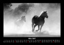 Pferde Kalender Fotokalender 2027 - 3