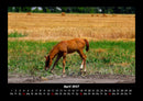 Pferde Kalender Fotokalender 2027 - 4