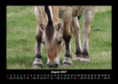 Pferde Kalender Fotokalender 2027 - 8