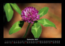 Blumenkalender Fotokalender 2027 - 9