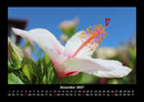 Blumenkalender Fotokalender 2027 - 12