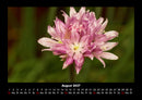 Blumenkalender Fotokalender 2027 - 8