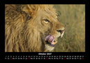 Löwen in der Wildnis Fotokalender 2027 - 10