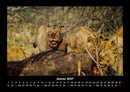 Löwen in der Wildnis Fotokalender 2027 - 1