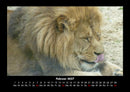 Löwen in der Wildnis Fotokalender 2027 - 2
