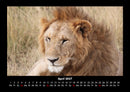 Löwen in der Wildnis Fotokalender 2027 - 4