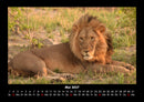 Löwen in der Wildnis Fotokalender 2027 - 5