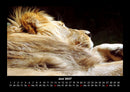 Löwen in der Wildnis Fotokalender 2027 - 6