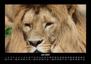 Löwen in der Wildnis Fotokalender 2027 - 7