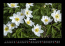 Pflanzen und Blüten Fotokalender 2026 - 6