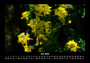 Pflanzen und Blüten Fotokalender 2026 - 7
