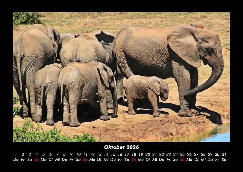 Der Elefantenkalender Fotokalender 2026 - 10