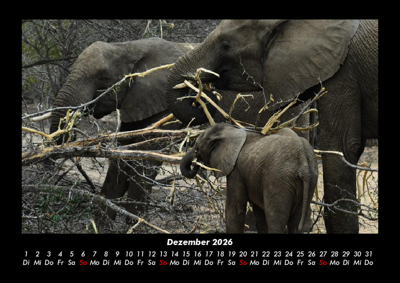 Der Elefantenkalender Fotokalender 2026 - 12