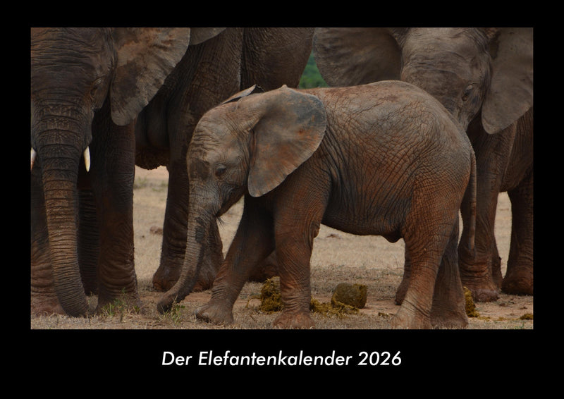 Der Elefantenkalender Fotokalender 2026 - Hauptbild