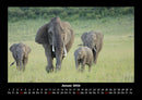 Der Elefantenkalender Fotokalender 2026 - 1