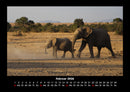 Der Elefantenkalender Fotokalender 2026 - 2