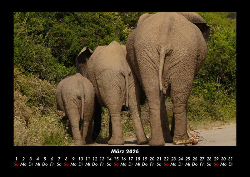 Der Elefantenkalender Fotokalender 2026 - 3