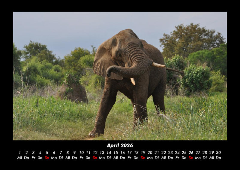 Der Elefantenkalender Fotokalender 2026 - 4