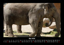 Der Elefantenkalender Fotokalender 2026 - 5