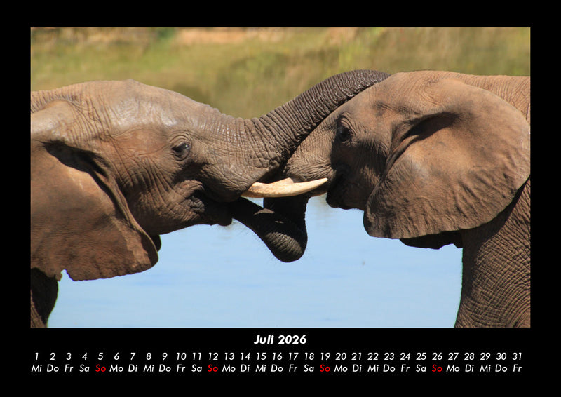 Der Elefantenkalender Fotokalender 2026 - 7