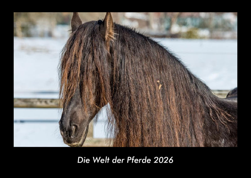 Die Welt der Pferde Fotokalender 2026 - Hauptbild