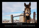 Die Welt der Pferde Fotokalender 2026 - 2