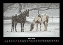 Die Welt der Pferde Fotokalender 2026 - 3