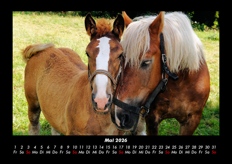 Die Welt der Pferde Fotokalender 2026 - 5